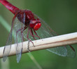 Libellule sanguinaire