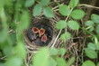 Vogelnest