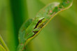Rainette verte