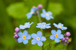 Blue forget-me-not