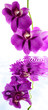 orchidée dendrobium sur fond blanc