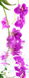 orchidée dendrobium, fond blanc