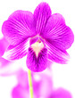 orchidée dendrobium violette, fond blanc