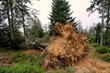 Arbre déssouché  par la tempête