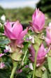 pink flower
