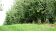 Trees in the wind Trees in the wind