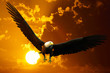american bald eagle sunset