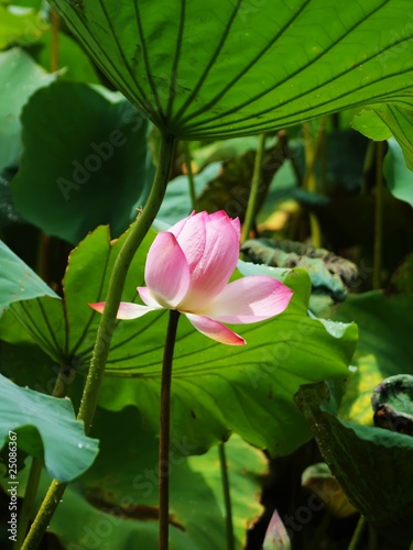 Photo: lotus pond lotus pond
