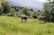 Two brown grazing cows