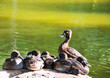 mama duck with baby ducks, ducklings mama duck with baby ducks, ducklings