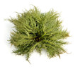 Moss