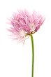 Chive flower