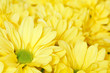 Chrysanthemums