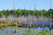 Swampy land and dead trees