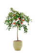 Tangerine Tree, citrus tree planted in yellow pot Tangerine Tree, citrus tree planted in yellow pot