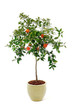Tangerine Tree, citrus tree planted in yellow pot Tangerine Tree, citrus tree planted in yellow pot
