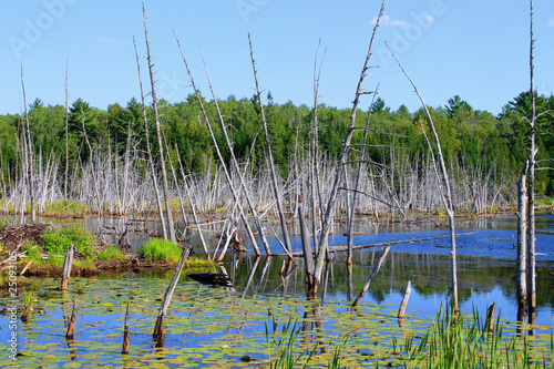 Photo: Swampy land and dead trees Swampy land and dead trees