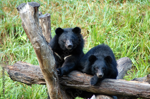 Photo: Asiatic Black Bear Asiatic Black Bear