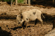 Small pig