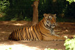 Indochinese Tiger