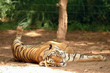 Indochinese Tiger