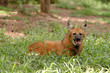 Maned wolf