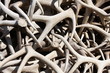 Stack of Elk Antlers Stack of Elk Antlers