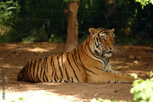 Photo: Indochinese Tiger Indochinese Tiger
