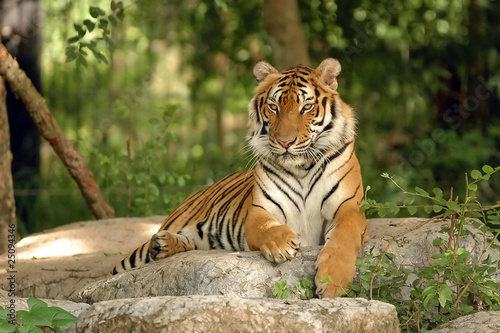 Photo: Indochinese Tiger Indochinese Tiger