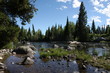 Rocky River view of Pine Trees Rocky River view of Pine Trees