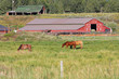 Horses on a ranch Horses on a ranch