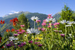 fleurs de montagne