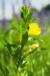 Closeup of Oenothera