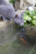 chaton gris près d'un bassin et poissons rouges