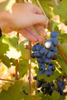 Ripe grapes on a rod Ripe grapes on a rod