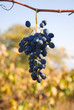 Ripe grapes on a rod Ripe grapes on a rod