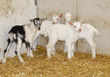 young goat kids