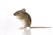 Maus