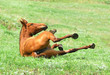 chestnut mare rolling in the grass on pasture chestnut mare rolling in the grass on pasture