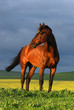 portrait of brown horse on sunset portrait of brown horse on sunset