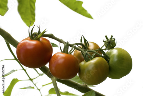 Photo: tomaten tomaten