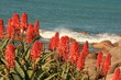 Flowers and ocean