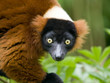 Red ruffed lemur Red ruffed lemur