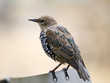 European Starling European Starling