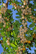 Mirabelles