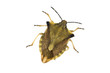 Blattwanze; Bunte Blattwanze; Elasmostethus interstinctus Blattwanze; Bunte Blattwanze; Elasmostethus interstinctus