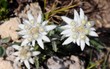 edelweiss edelweiss