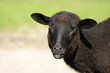 Schwarzes Schaf