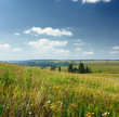 Meadow