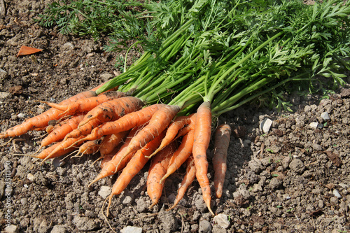 Carottes Carottes